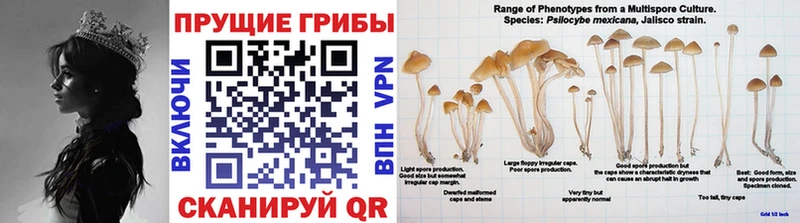 Галлюциногенные грибы Magic Shrooms  Воронеж 